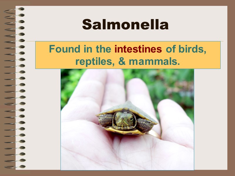 Salmonella Found in the intestines of birds, reptiles, & mammals.